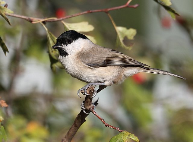 Weidenmeise &copy; Carl-Peter Herbolzheimer