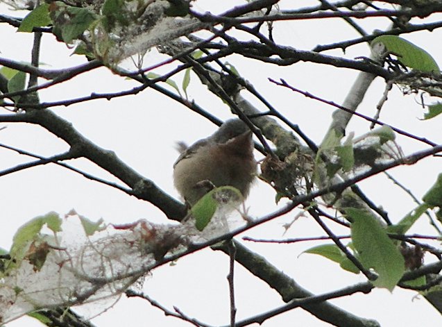 Weißbart-Grasmücke &copy; Julia Wittmann