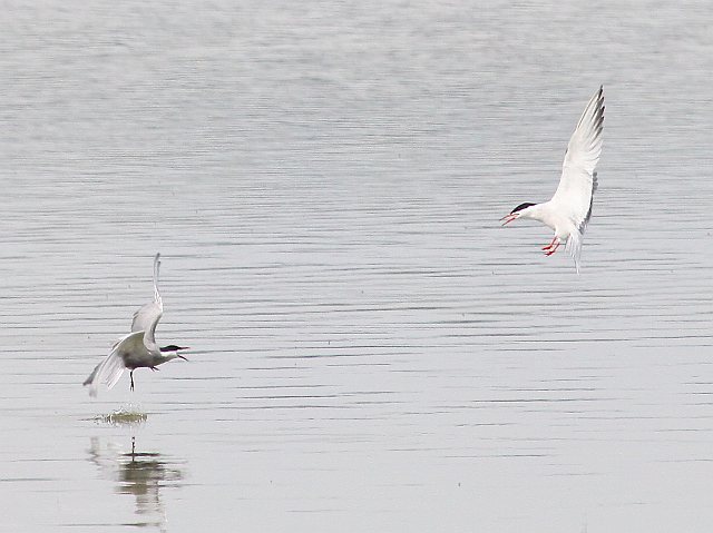 Weißbart-Seeschwalbe &copy; Christian Haass
