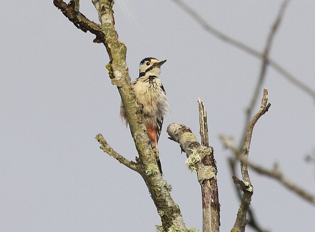Weißrückenspecht &copy; Christian Haass
