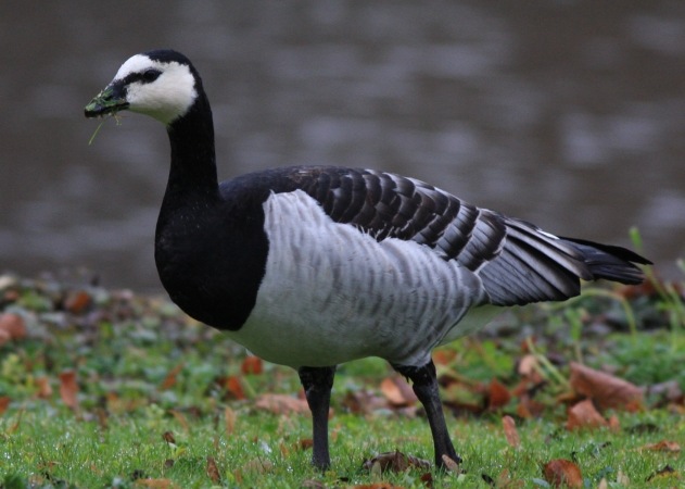 Weißwangengans &copy; Sebastian Ludwig