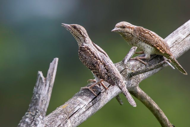 Wendehals © Gunther Zieger