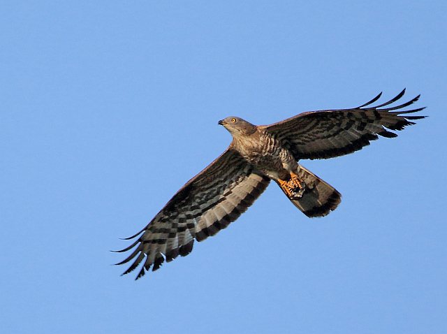 Wespenbussard &copy; Carl-Peter Herbolzheimer