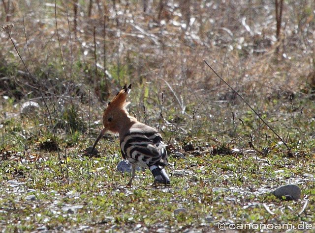 Wiedehopf &copy; Heinrich Hottarek