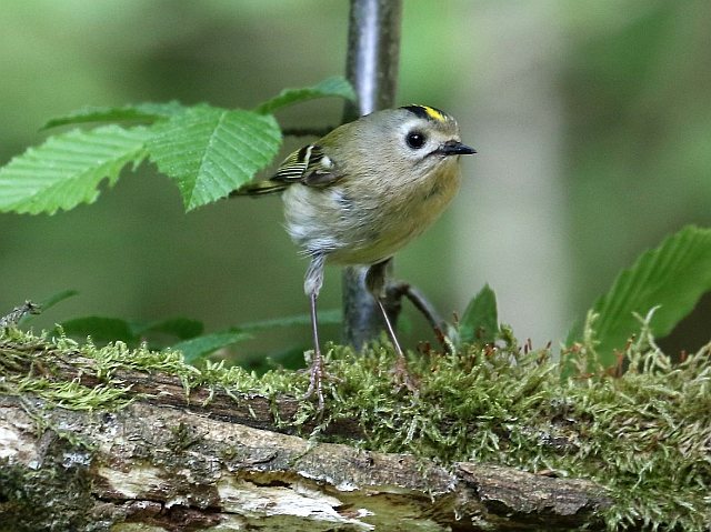 Wintergoldhähnchen &copy; Carl-Peter Herbolzheimer