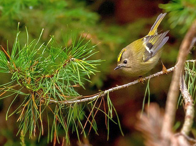 Wintergoldhähnchen &copy; Carl-Peter Herbolzheimer