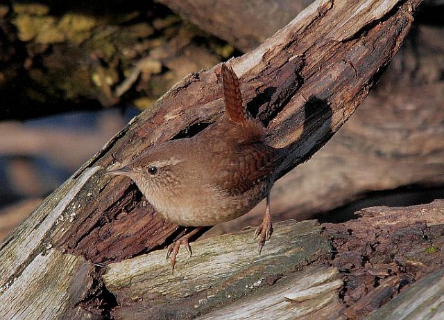 Zaunkönig &copy; H.-Dieter Naundorf