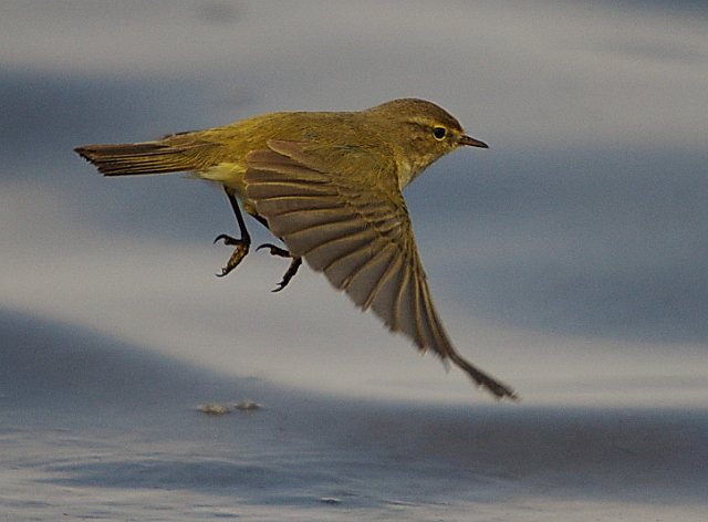 Zilpzalp &copy; Johann Zimmermann