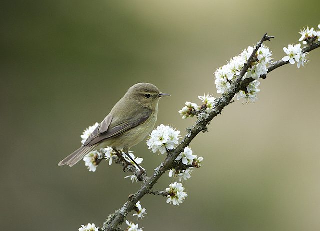 Zilpzalp &copy; Otmar Forster