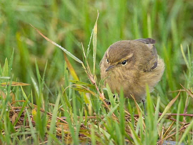 Zilpzalp &copy; Annette Schulten