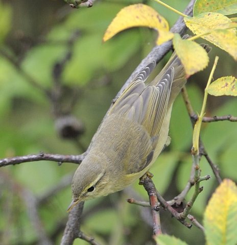 Zilpzalp &copy; Willy Renner