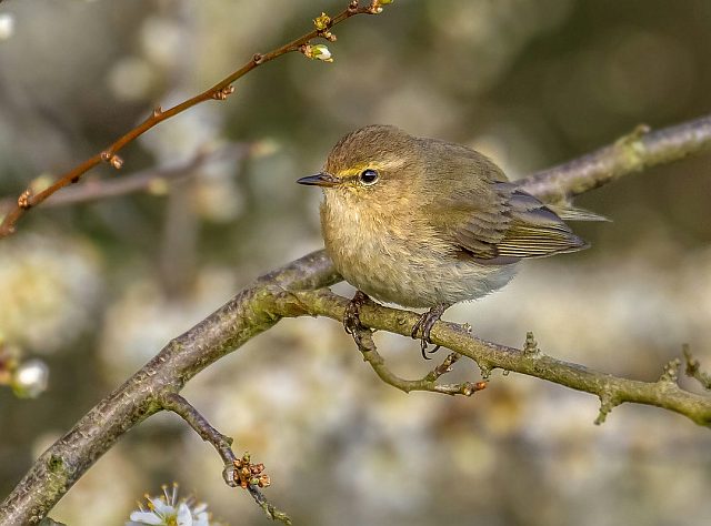 Zilpzalp &copy; Carl-Peter Herbolzheimer