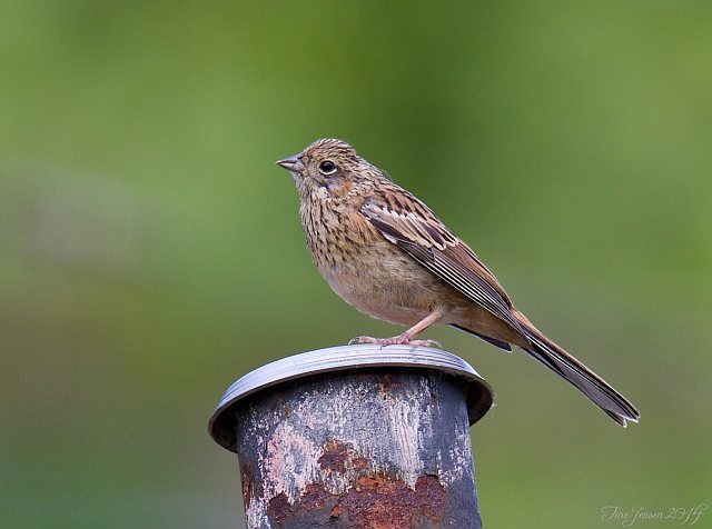 Zippammer &copy; Christine Jensen