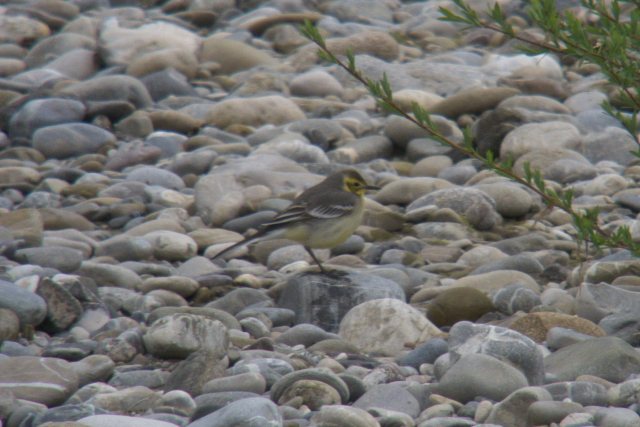 Zitronenstelze &copy; Daniel Honold