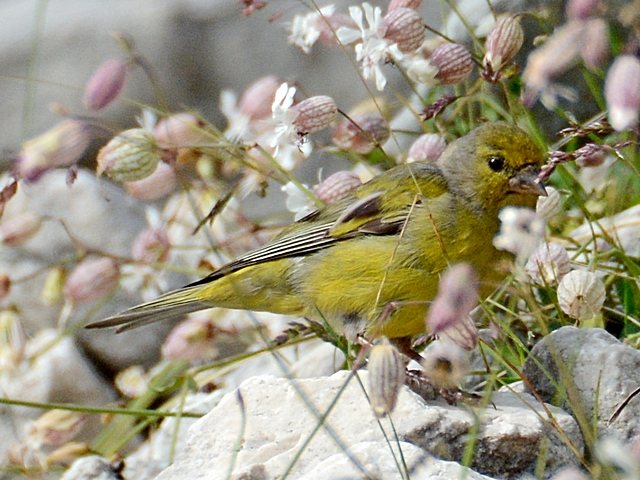 Zitronenzeisig &copy; Stefan Tewinkel