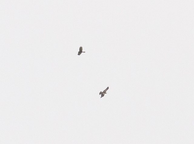 Zwergadler &copy; Jörg Langenberg