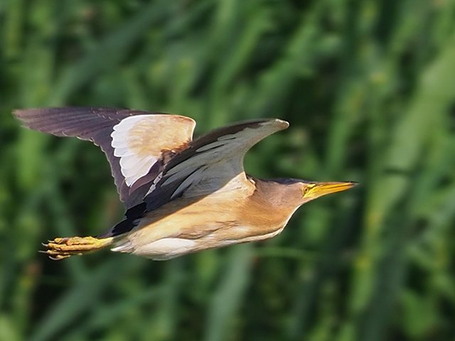 Zwergdommel &copy; Franz Fischer