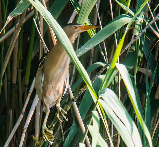 Zwergdommel &copy; Susanne Rieck