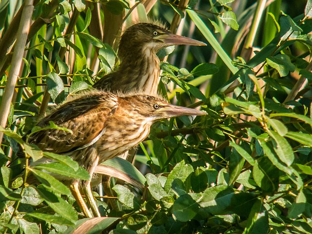 Zwergdommel &copy; Susanne Rieck