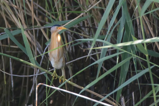 Zwergdommel &copy; Gunther Zieger