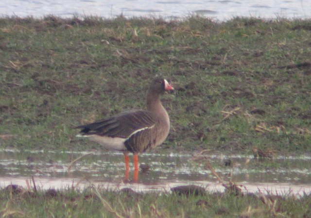 Zwerggans &copy; Kirsten Krätzel