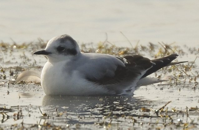 Zwergmöwe &copy; Alexander Scholz