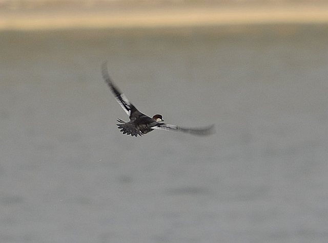 Zwergsäger &copy; Peter Krause