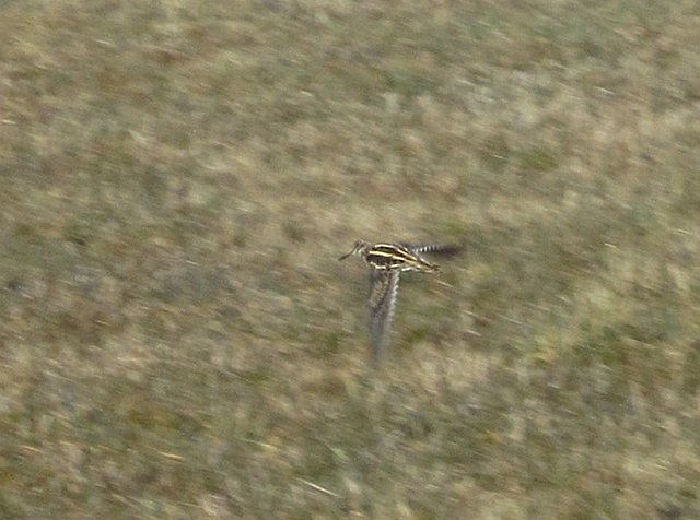 Zwergschnepfe &copy; Thomas Kuhn