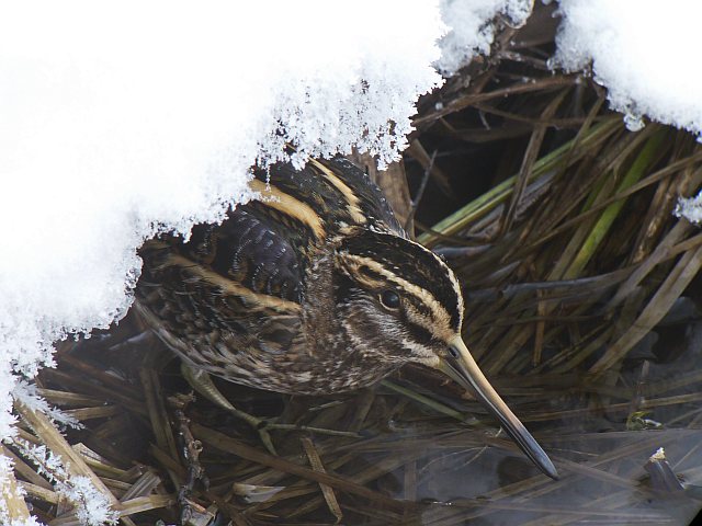 Zwergschnepfe &copy; Knut Höltke
