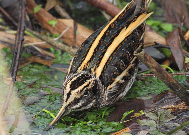 Zwergschnepfe &copy; Markus Dähne