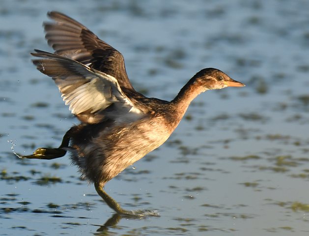 Zwergtaucher © Norbert Estner