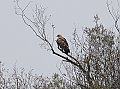 Vorschaubild Adler, Artbestimmung unklar.