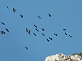 Vorschaubild Alpendohle