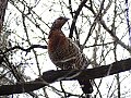 Vorschaubild Auerhuhn Vorschaubild Auerhuhn