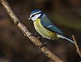 Vorschaubild Blaumeise
