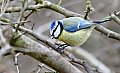 Vorschaubild Blaumeise