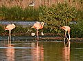 Vorschaubild Chileflamingo