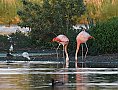 Vorschaubild Chileflamingo