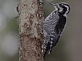 Vorschaubild Dreizehenspecht