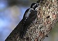 Vorschaubild Dreizehenspecht