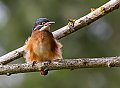 Vorschaubild Eisvogel