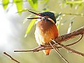 Vorschaubild Eisvogel