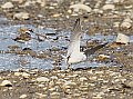 Vorschaubild Flussregenpfeifer