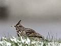 Vorschaubild Haubenlerche