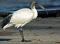 Vorschaubild Heiliger Ibis