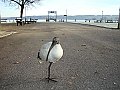 Vorschaubild Heiliger Ibis