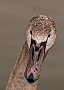 Vorschaubild Höckerschwan Vorschaubild Höckerschwan