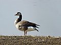 Vorschaubild Hybride Vorschaubild Hybride