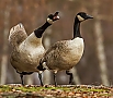 Vorschaubild Kanadagans