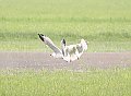 Vorschaubild Korallenmöwe